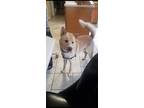 Adopt Suave a White - with Tan, Yellow or Fawn Shiba Inu / Husky / Mixed dog in