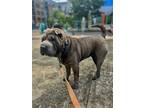 Adopt Lilah a Gray/Blue/Silver/Salt & Pepper Shar Pei / Mixed dog in Portland