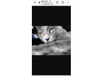 Adopt Gracie a Gray or Blue Russian Blue / Mixed (short coat) cat in Ruskin