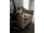 Adopt Buttons a Gray or Blue (Mostly) American Shorthair / Mixed (medium coat)