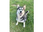Adopt Chauncey a Black - with White Husky / Mixed dog in Eastman, GA (41479458)