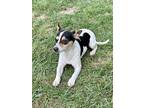 Adopt Lovey a Black - with White Jack Russell Terrier / Mixed dog in Eastman