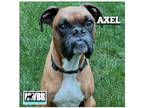 Adopt Axel 2024-1 a Tan/Yellow/Fawn Boxer / Mixed dog in Woodinville
