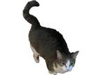 Adopt Abby a Gray, Blue or Silver Tabby Domestic Shorthair / Mixed (short coat)