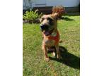 Adopt Roxy Star a Red/Golden/Orange/Chestnut - with White Schnauzer (Standard) /