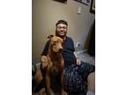 Adopt Roscoe a Brown/Chocolate Mutt / Mutt / Mixed dog in San Antonio