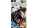 Adopt Max a Black - with Tan, Yellow or Fawn Chiweenie / Mixed dog in