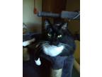 Adopt Sylvester a Black & White or Tuxedo American Shorthair / Mixed (short