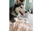 Adopt Artemis a Gray/Silver/Salt & Pepper - with Black Husky / Mixed dog in