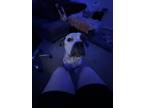 Adopt Kilo a Black - with White American Pit Bull Terrier / Australian Cattle