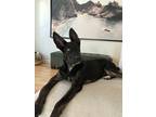 Adopt Harley a Black - with White German Shepherd Dog / Labrador Retriever /