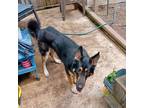 Adopt Bruce a Tricolor (Tan/Brown & Black & White) German Shepherd Dog / Mixed