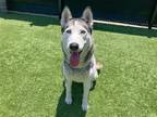 Adopt LILYPAD a Black Siberian Husky / Mixed dog in Tustin, CA (41478168)