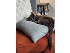 Adopt Zephyr a Gray or Blue (Mostly) Domestic Shorthair / Mixed (short coat) cat