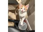 Adopt Arthur Jr. a Orange or Red (Mostly) American Shorthair (short coat) cat in