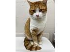 Adopt Peter a Orange or Red (Mostly) American Shorthair (short coat) cat in