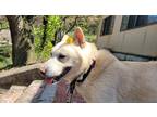 Adopt Gold a White - with Tan, Yellow or Fawn Shiba Inu / Jindo / Mixed dog in