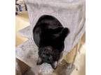 Adopt Smudgie a Black (Mostly) American Shorthair / Mixed (short coat) cat in