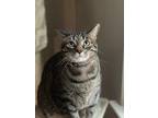 Adopt Tyrion a Brown Tabby Tabby / Mixed (short coat) cat in San Diego