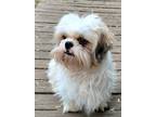 Adopt Gordo a White - with Tan, Yellow or Fawn Shih Tzu / Mixed dog in