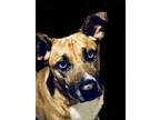 Adopt Luna a Tan/Yellow/Fawn - with White Mastiff / Husky / Mixed dog in Kansas