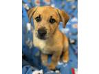 Adopt Noodles a Red/Golden/Orange/Chestnut - with White Catahoula Leopard Dog /