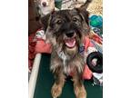 Adopt Guinness a Brindle - with White Schnauzer (Miniature) / Terrier (Unknown