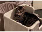 Adopt Louie a Tiger Striped Tabby / Mixed (medium coat) cat in Jacksonville