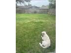 Adopt Ted a White - with Brown or Chocolate Great Pyrenees / Mixed dog in Corpus