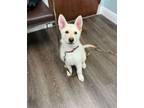 Adopt Dude a White German Shepherd Dog / Mixed dog in Lauderhill, FL (41493981)
