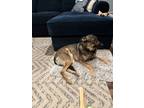 Adopt Maple a Brown/Chocolate Belgian Malinois / Mixed dog in Riverside