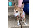 Adopt Daisy a Miniature Pinscher dog in Washington, DC (41493920)