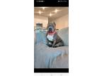 Adopt Blue a Gray/Silver/Salt & Pepper - with White American Pit Bull Terrier /