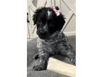 Adopt Bethany a White - with Black Labrador Retriever / Australian Cattle Dog /