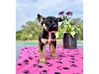Adopt Axel a Black - with Tan, Yellow or Fawn Border Terrier / Cattle Dog /