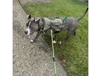 Adopt Onyx a Gray/Blue/Silver/Salt & Pepper American Pit Bull Terrier dog in