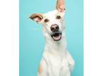 Adopt Toby a Tan/Yellow/Fawn Saluki dog in Washington, DC (41493908)
