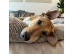 Adopt Rosie a Brown/Chocolate Saluki / Labrador Retriever dog in Washington