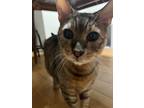 Adopt Vision a Tortoiseshell Bengal / Mixed (short coat) cat in Toluca Lake