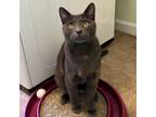 Adopt Elijah a Gray or Blue (Mostly) Russian Blue cat in Knoxville