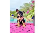 Adopt Axel a Black - with Tan, Yellow or Fawn Border Terrier / Cattle Dog /