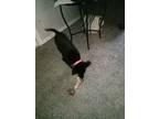 Adopt Penelope a Black Husky / German Shepherd Dog / Mixed dog in Midwest City