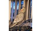 Adopt Piper a Cockatiel