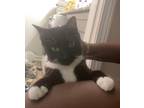 Adopt ozzie a Black & White or Tuxedo American Shorthair / Mixed (short coat)