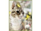 Adopt Sweet Pea a Brown Tabby Domestic Shorthair / Mixed (short coat) cat in San