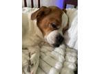Adopt Guti a White - with Brown or Chocolate Jack Russell Terrier / Mixed dog in