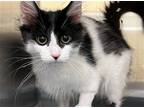 Adopt CANCAN a White Domestic Mediumhair / Mixed (medium coat) cat in Tustin