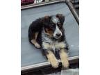 Adopt Van Dyke a Tricolor (Tan/Brown & Black & White) Australian Cattle Dog /