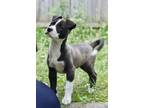 Adopt Peppermint a Black - with White American Pit Bull Terrier / Mixed dog in