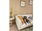 Adopt Tlali a Gray/Silver/Salt & Pepper - with White Weimaraner / Labrador
